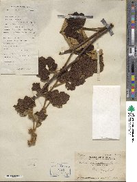 Rubus fimbriiferus image