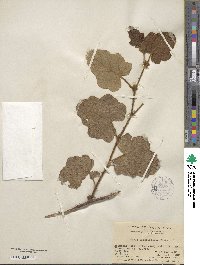 Rubus fimbriiferus image