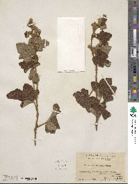 Rubus fimbriiferus image