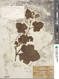 Rubus fimbriiferus image