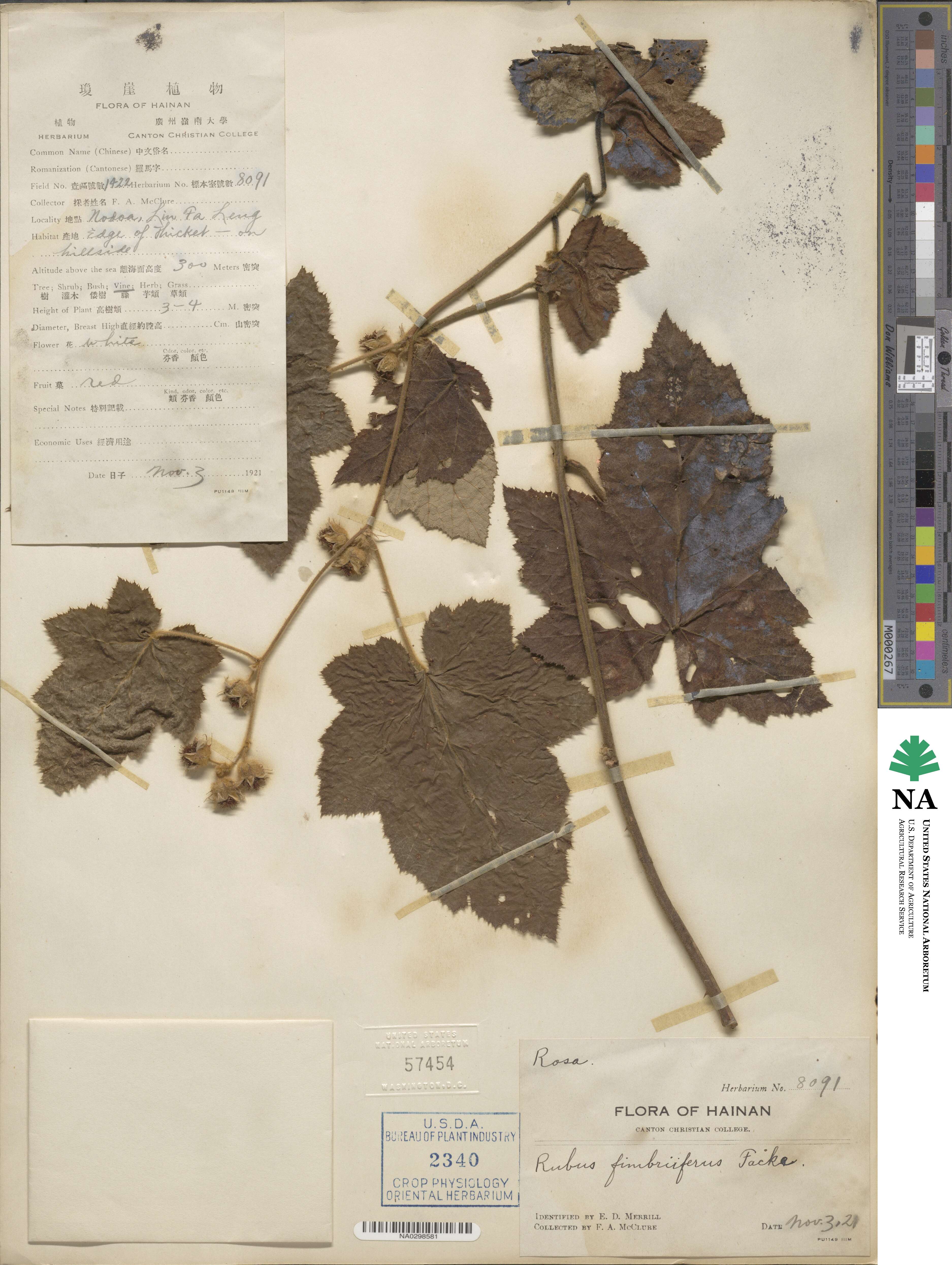 Rubus fimbriiferus image