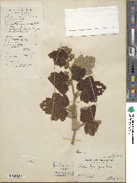 Rubus fimbriiferus image