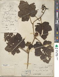 Rubus fimbriiferus image