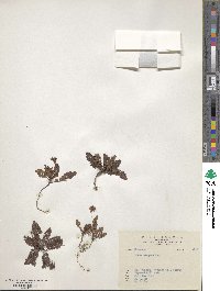 Rubus elegans image