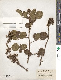 Rubus ellipticus image