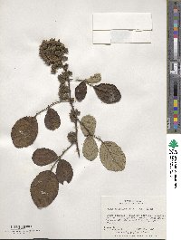 Rubus ellipticus image