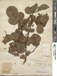 Rubus ellipticus image