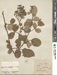 Rubus ellipticus image