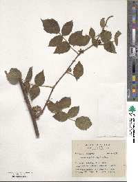 Rubus croceacanthus image