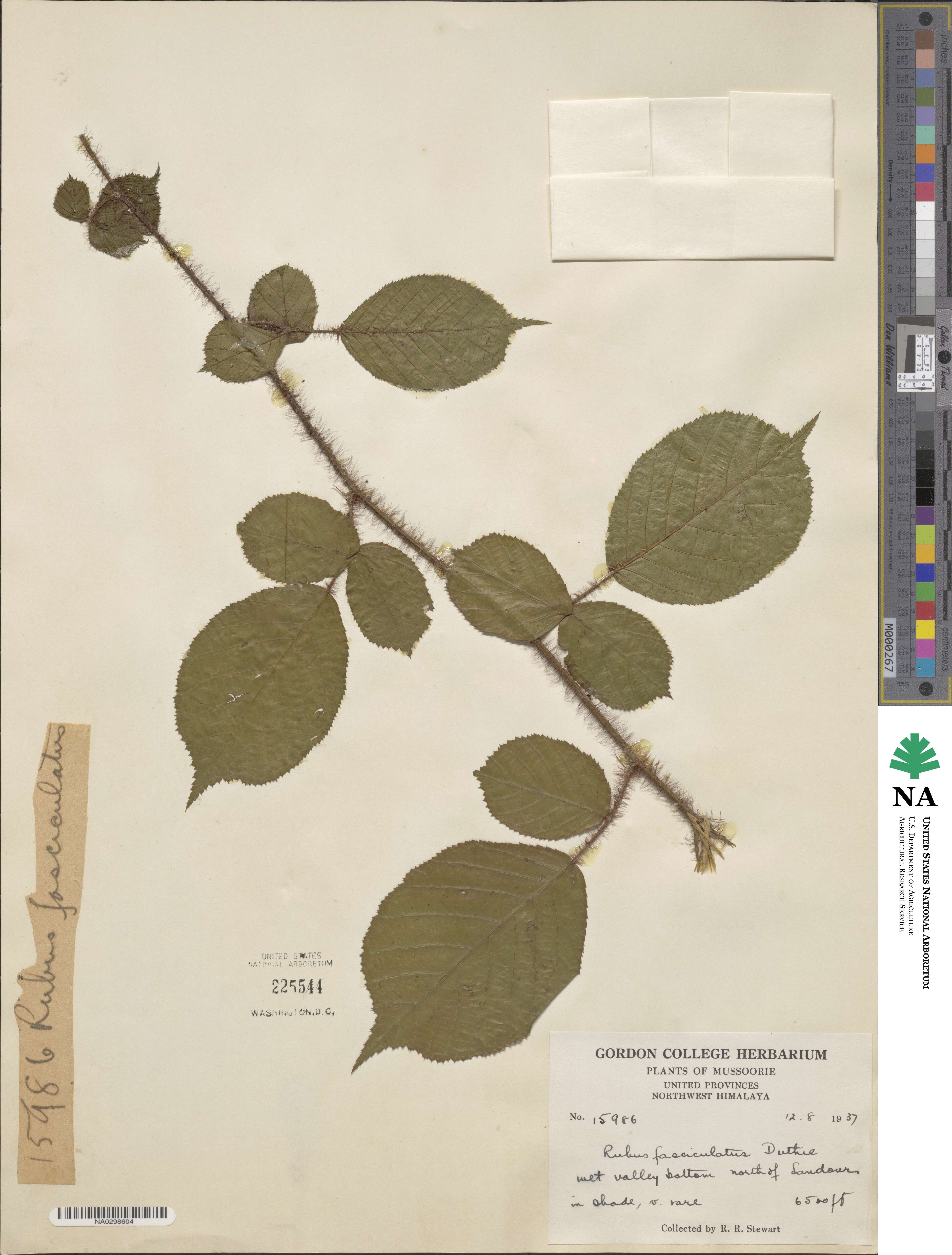 Rubus fasciculatus image