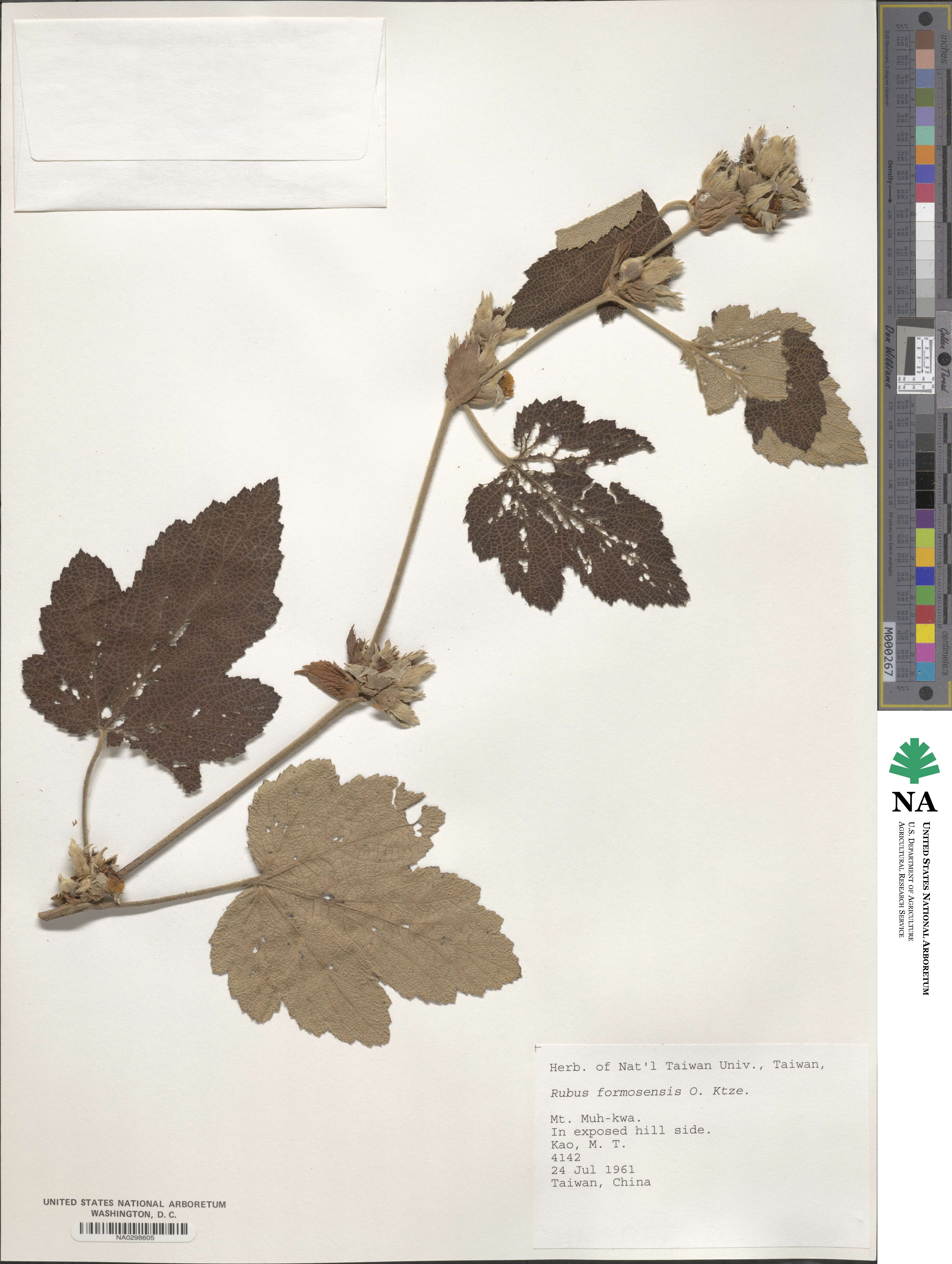 Rubus formosensis image