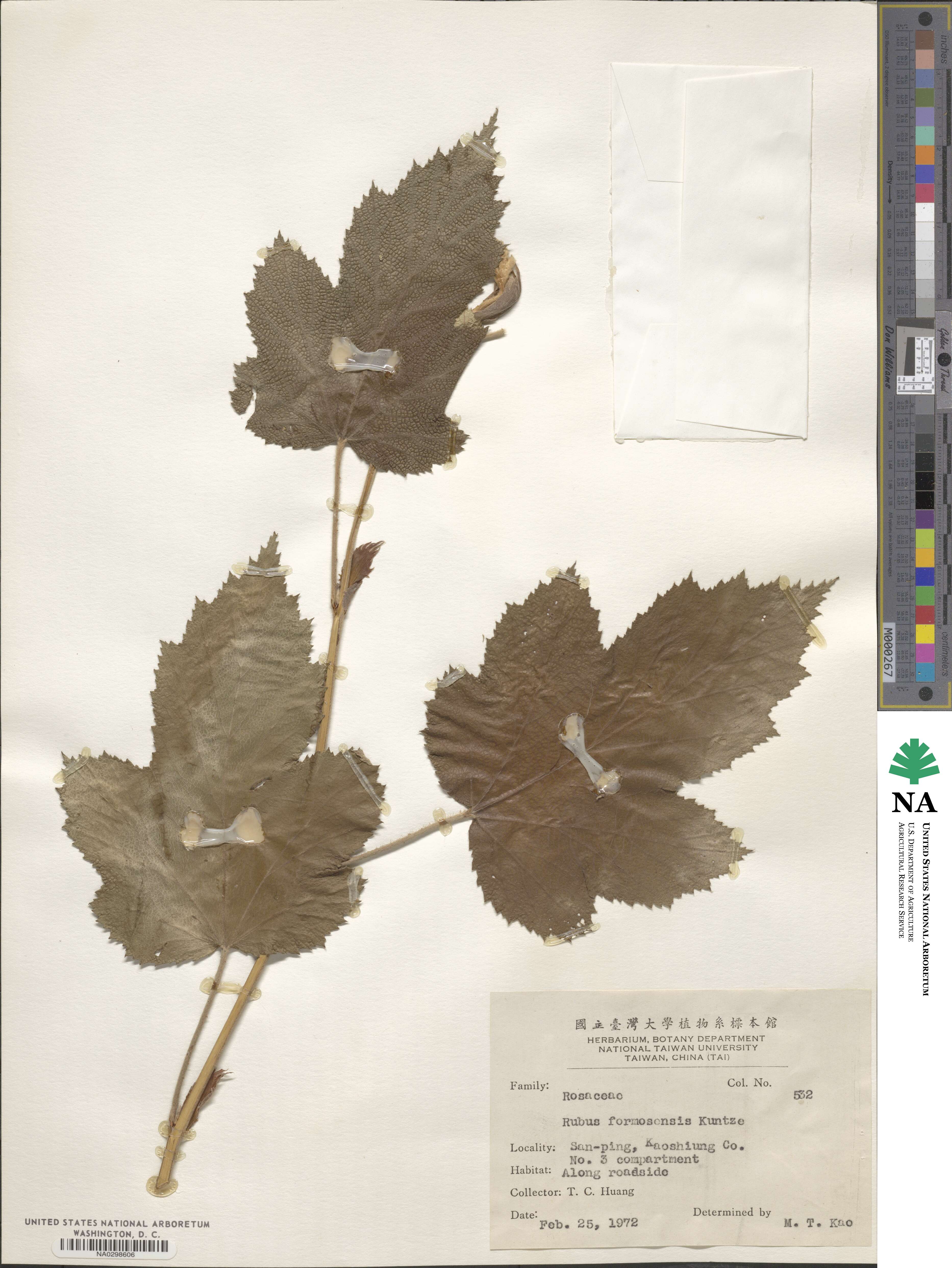 Rubus formosensis image