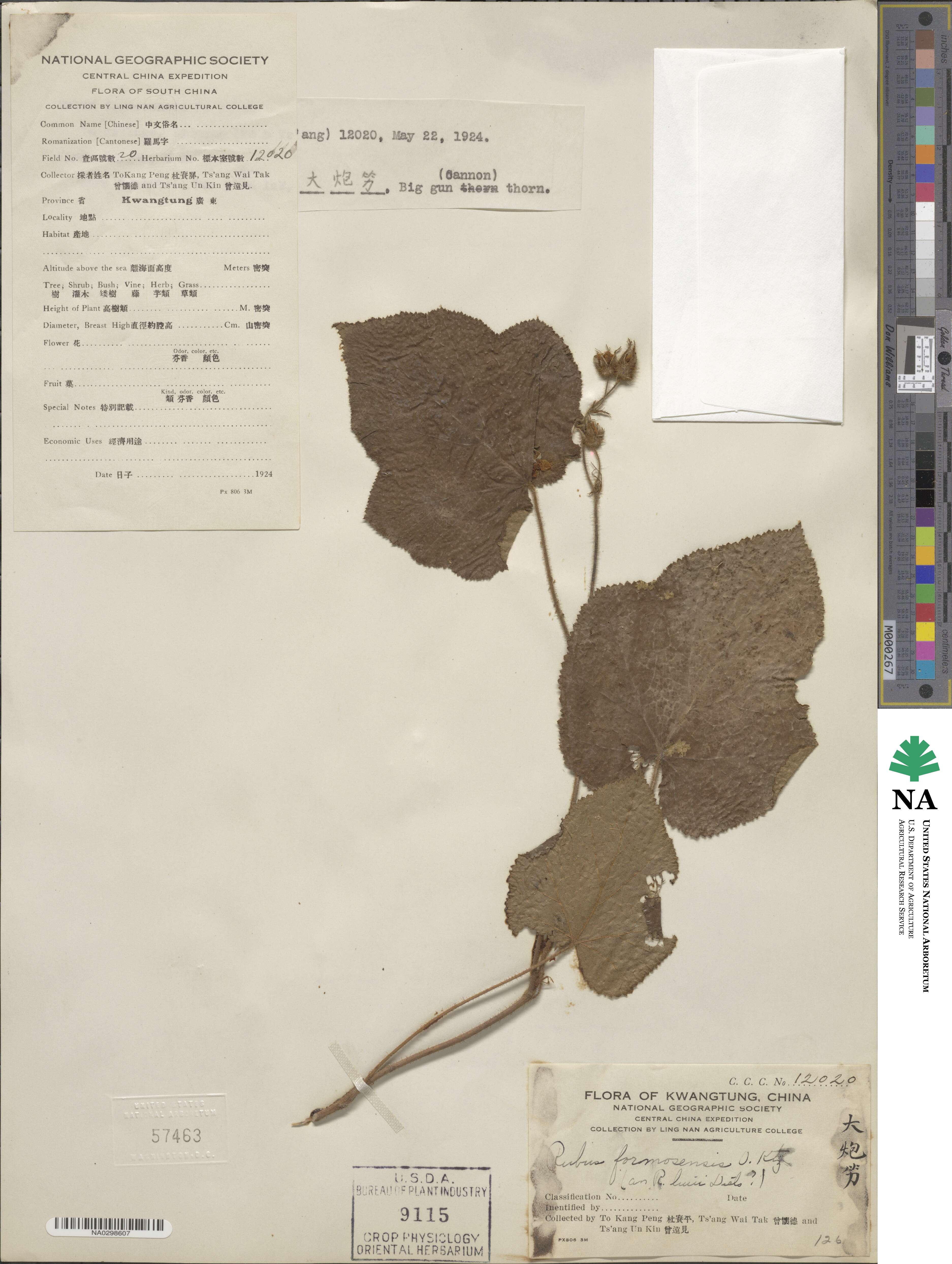 Rubus formosensis image