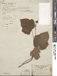 Rubus formosensis image