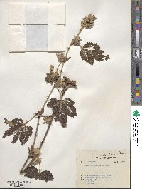 Rubus formosensis image