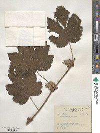 Rubus formosensis image