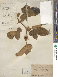 Rubus formosensis image