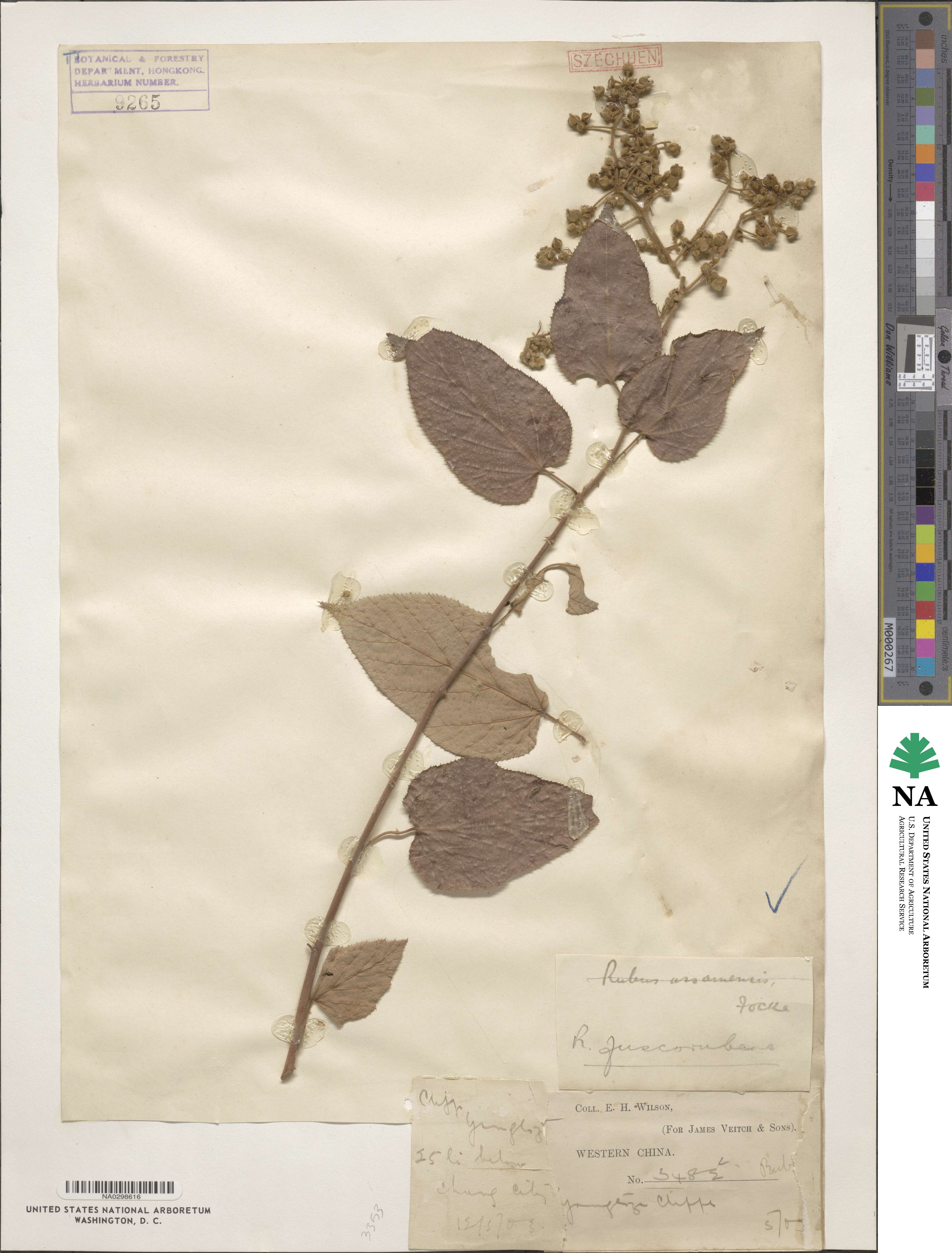 Rubus fuscorubens image