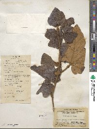 Rubus reflexus var. hui image