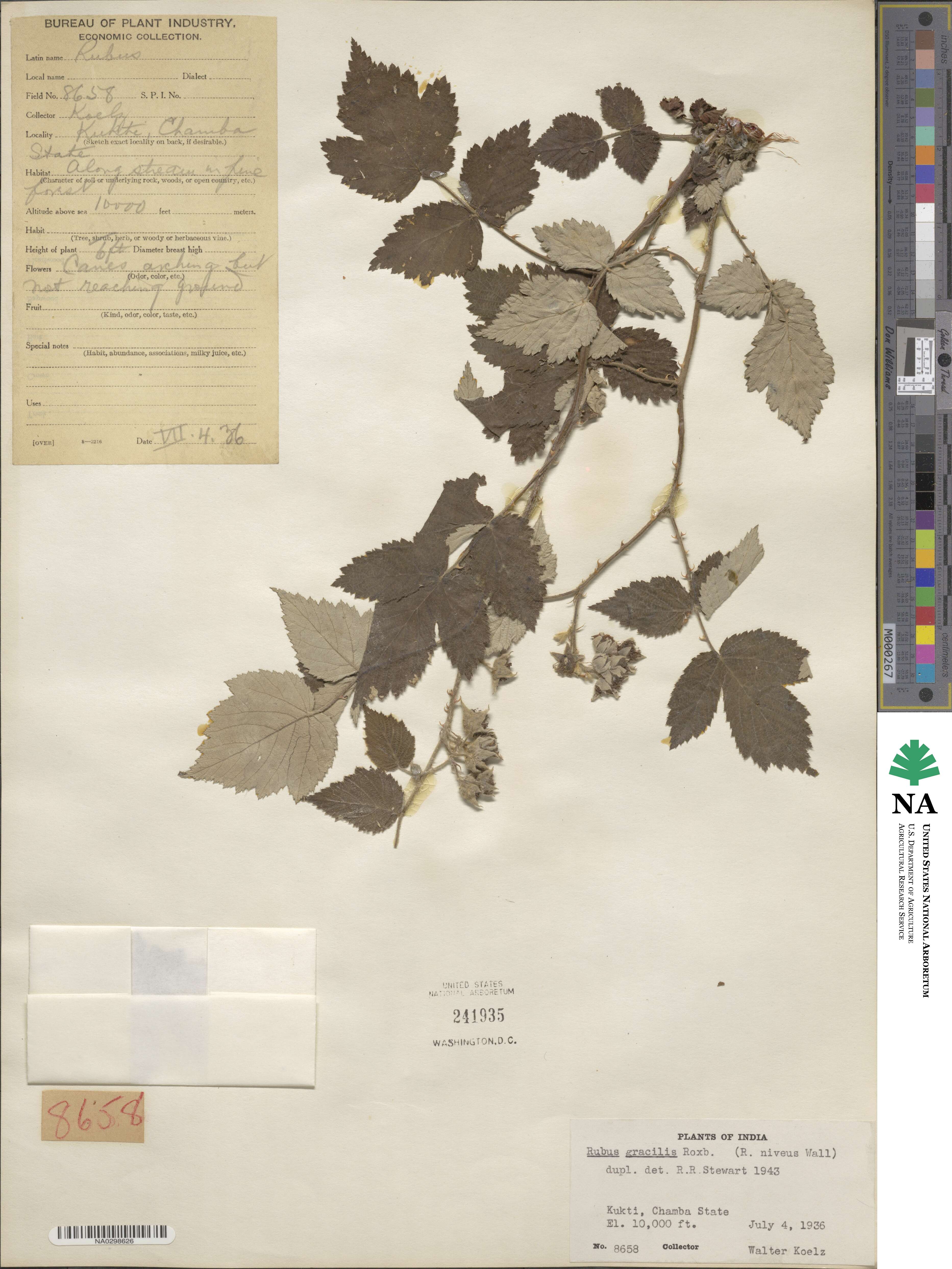 Rubus gracilis image