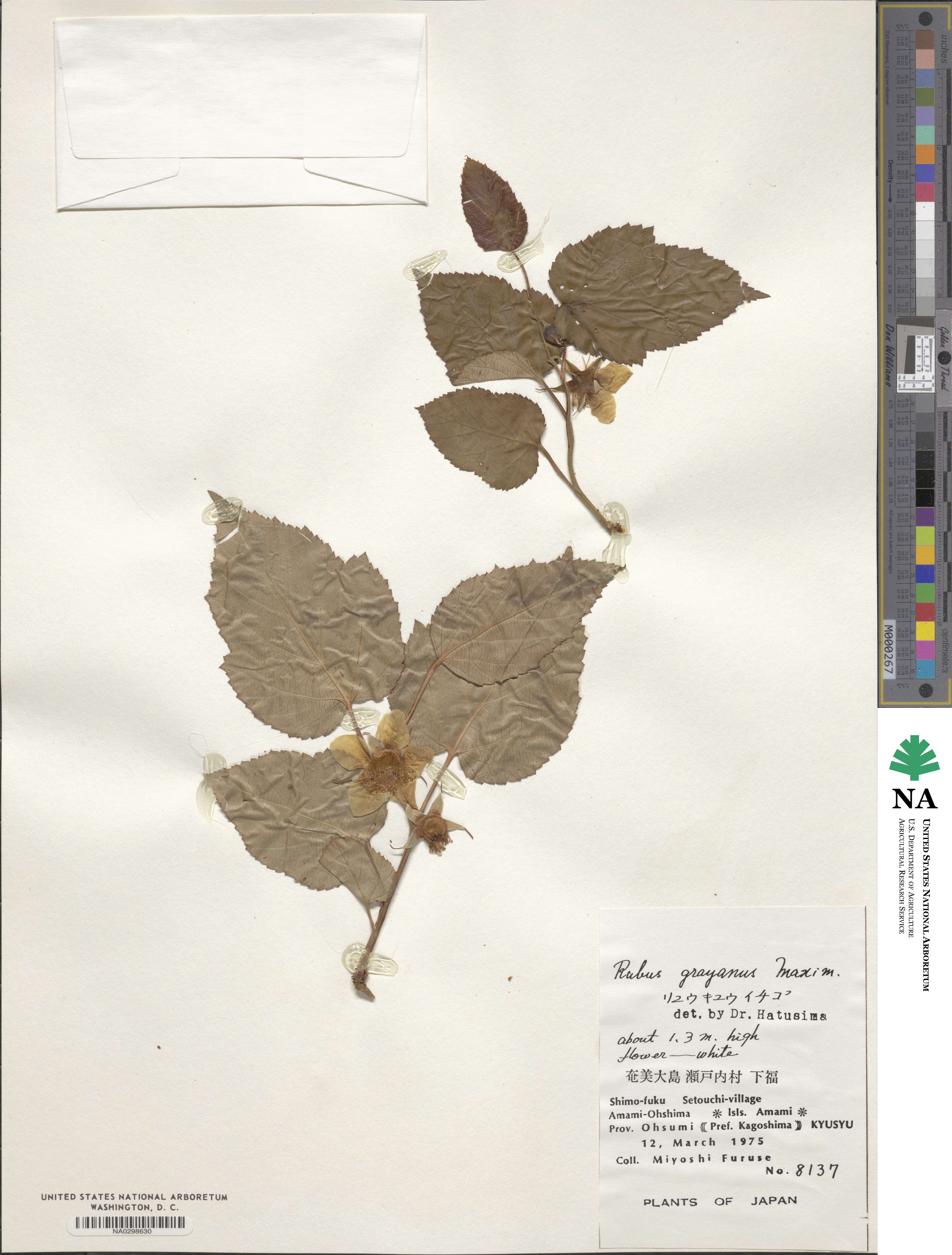 Rubus grayanus image