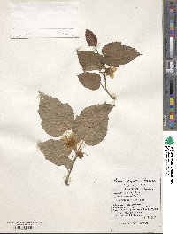 Rubus grayanus image