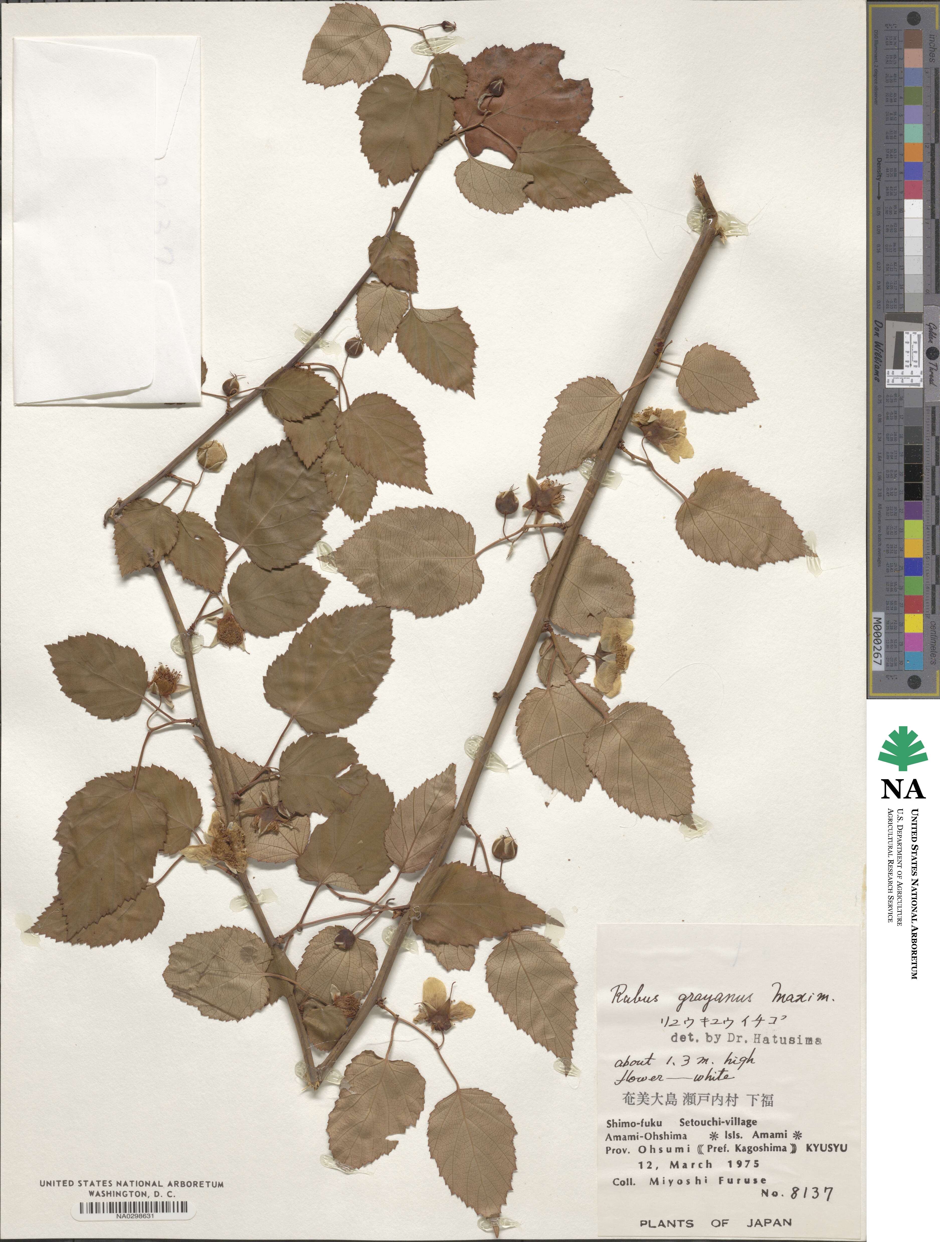 Rubus grayanus image