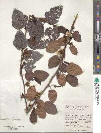 Rubus grayanus image