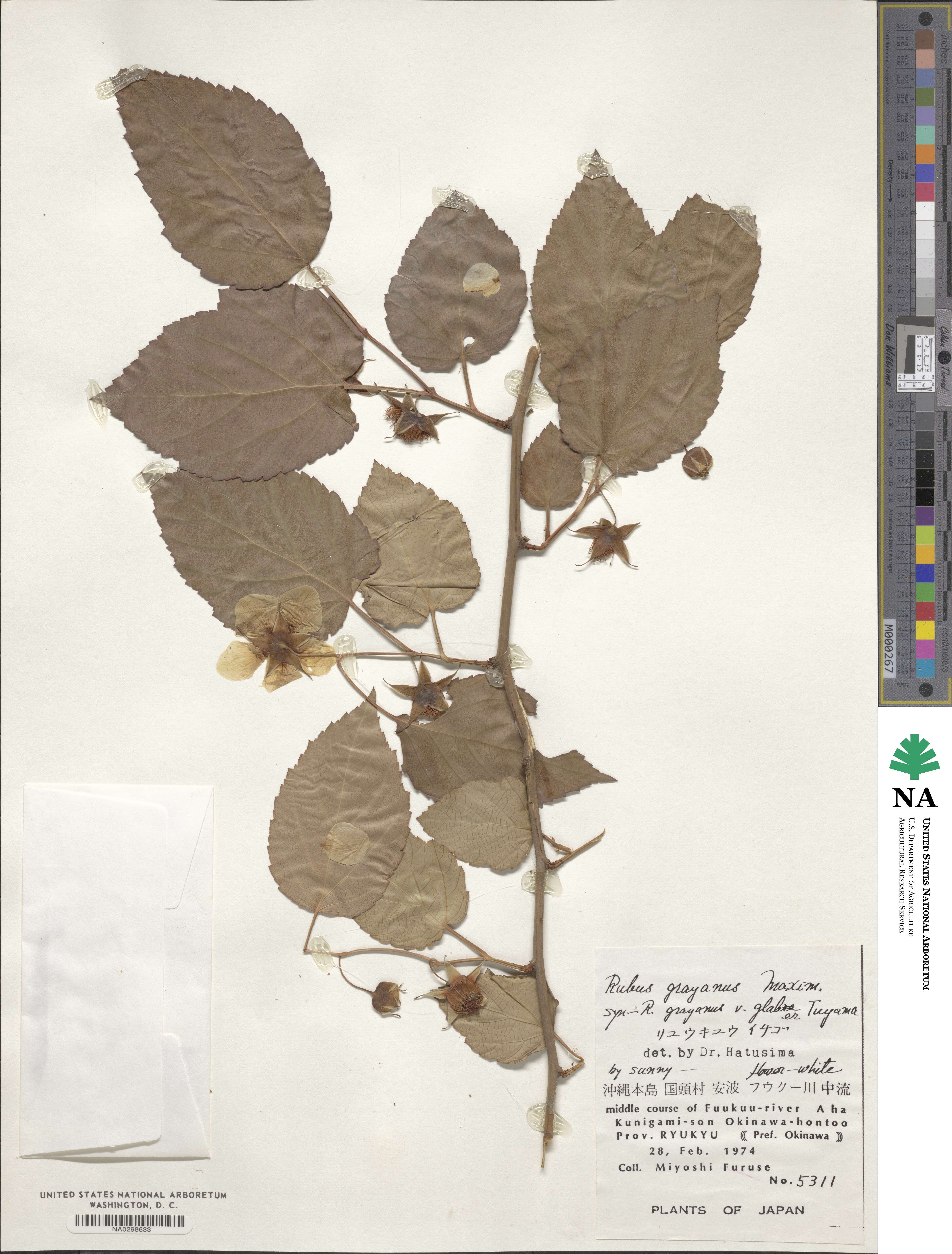 Rubus grayanus image