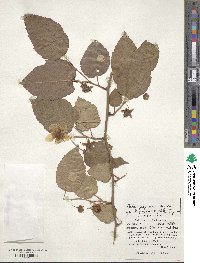 Rubus grayanus image