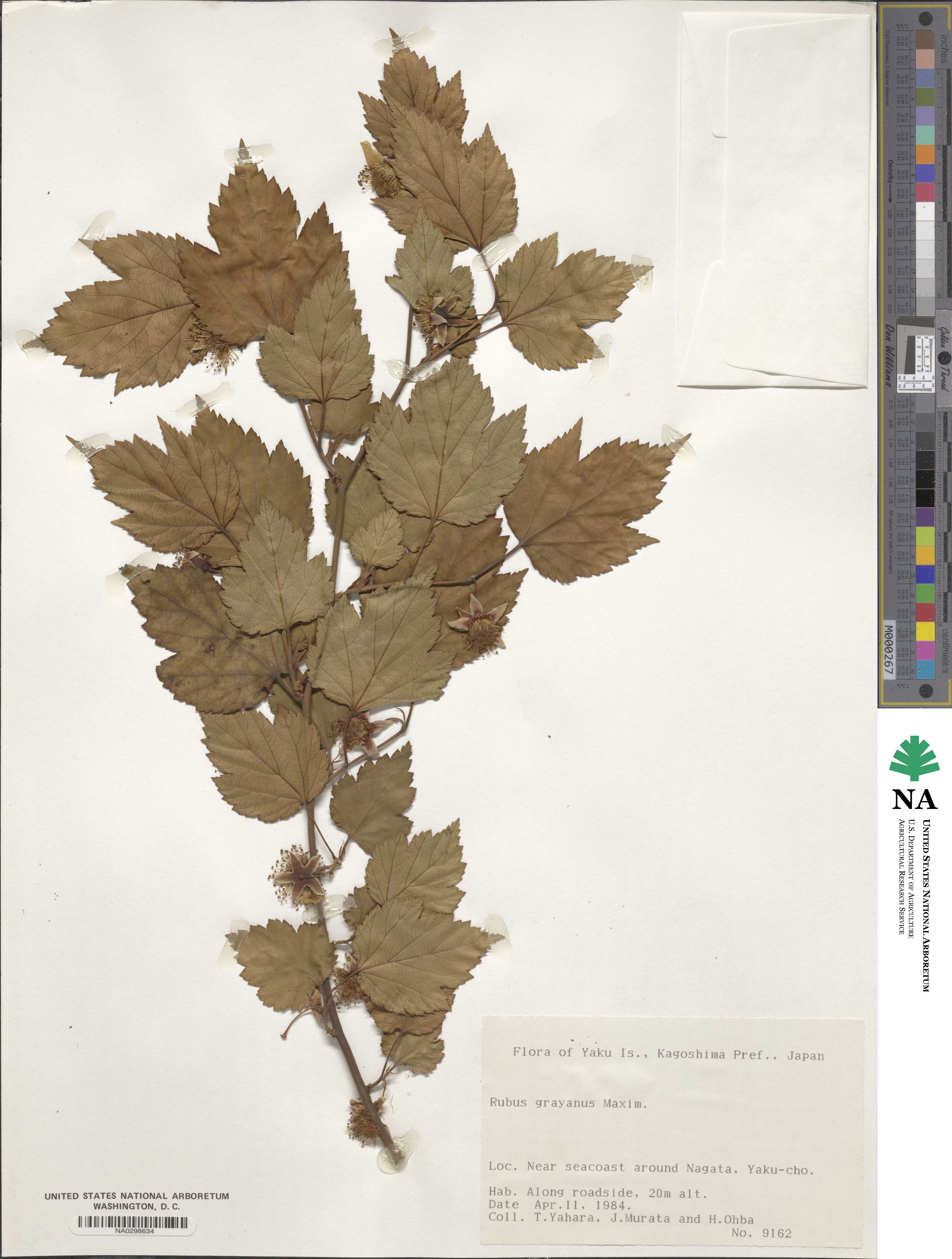 Rubus grayanus image