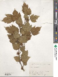 Rubus grayanus image