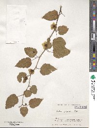 Rubus grayanus image