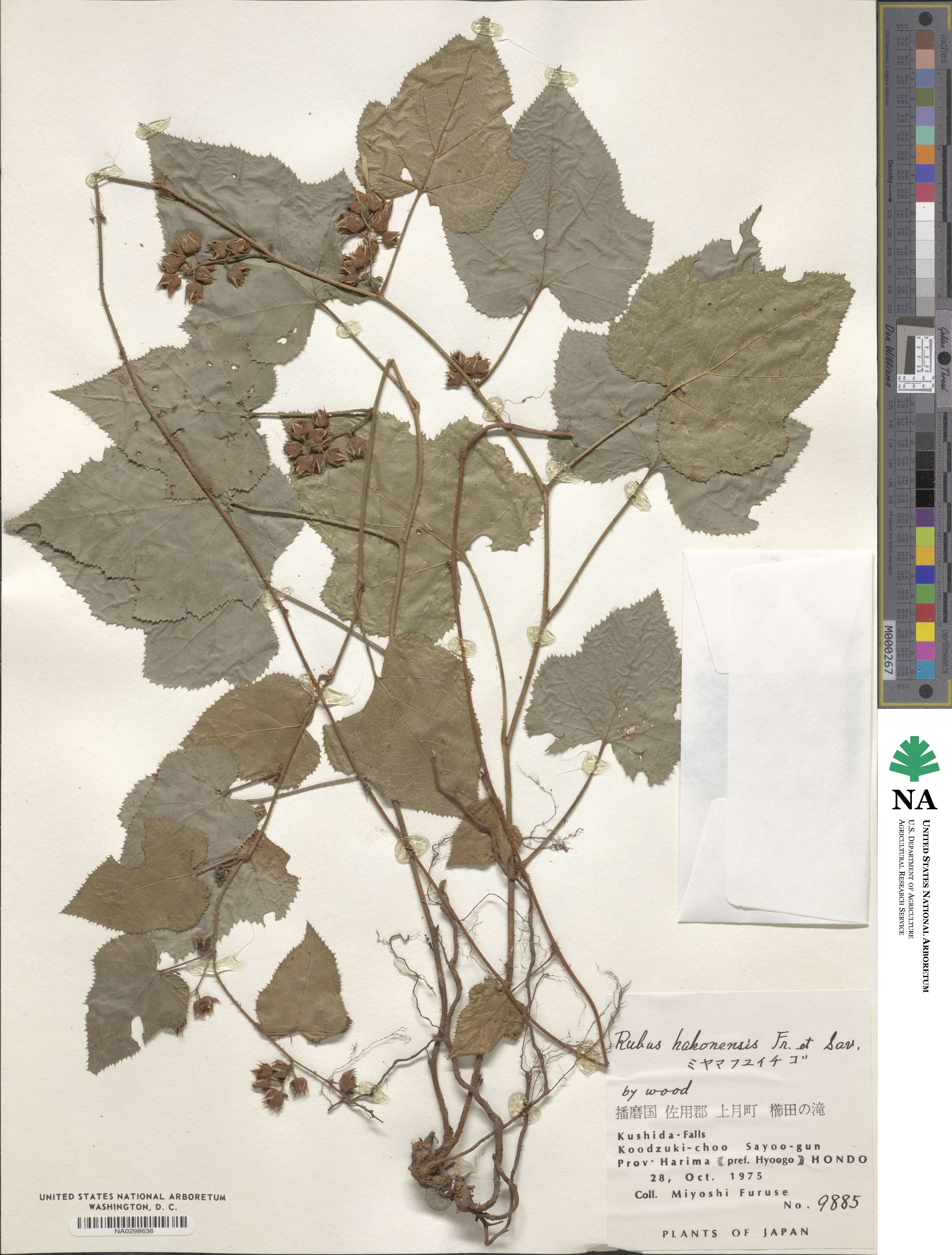 Rubus hakonensis image