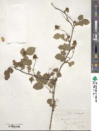 Rubus hirsutus image