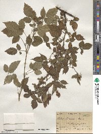 Rubus hirsutus image