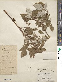 Rubus idaeus image