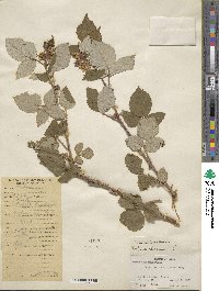 Rubus idaeus image