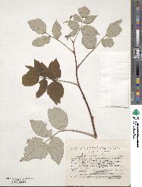 Rubus idaeus image