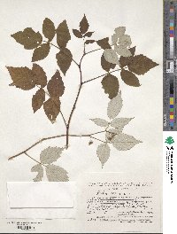 Rubus idaeus image