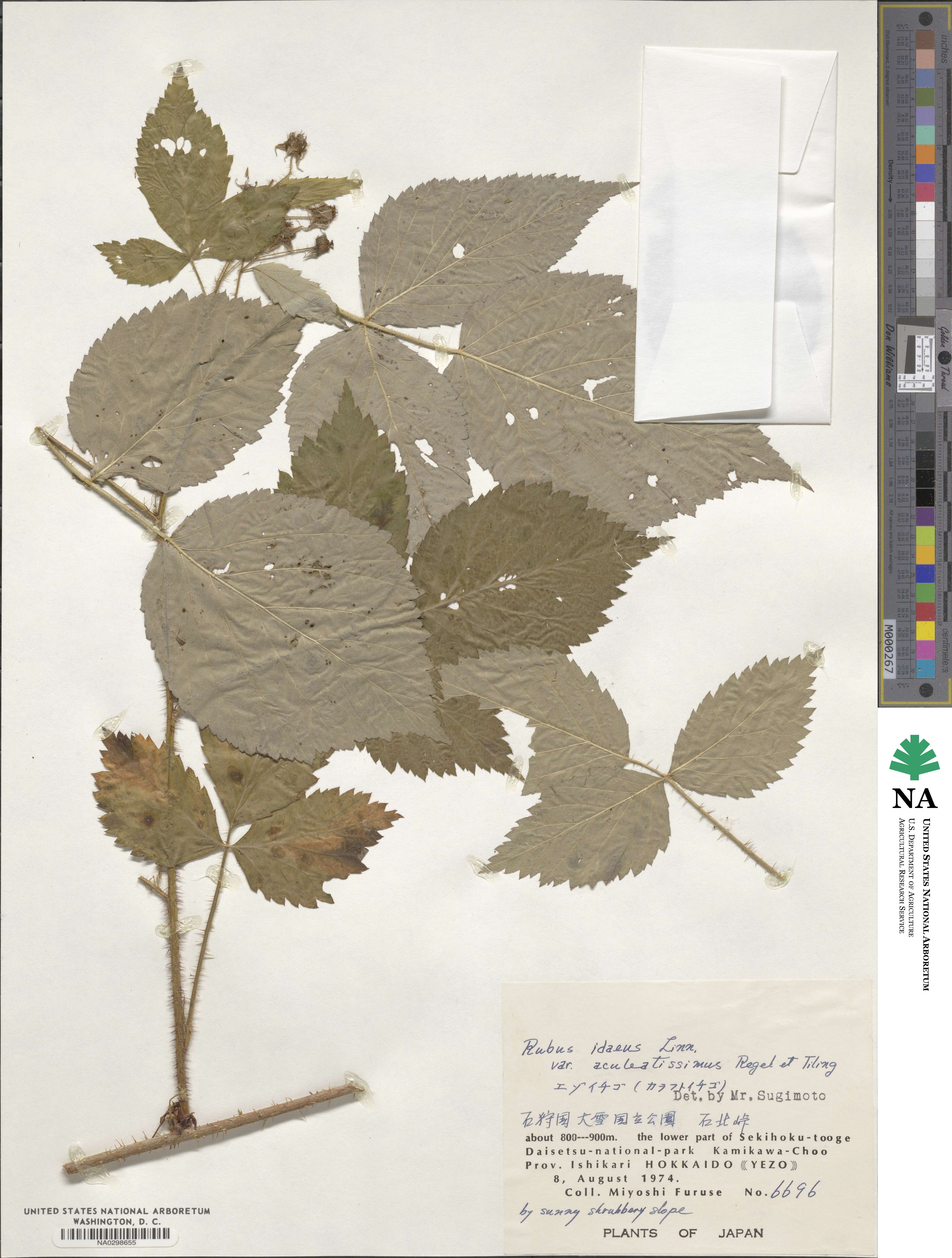 Rubus idaeus var. aculeatissimus image