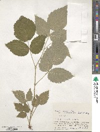 Rubus idaeus var. aculeatissimus image