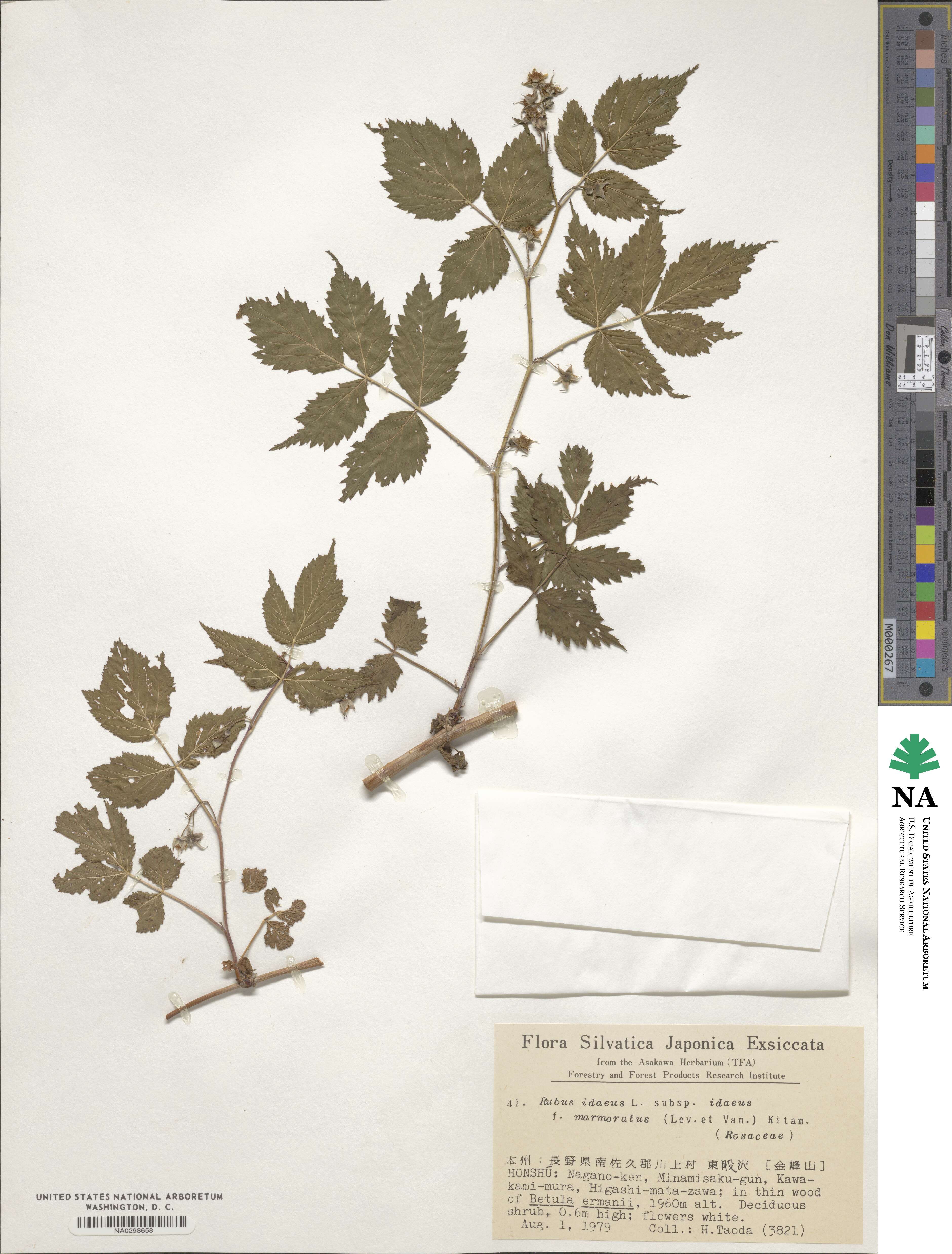 Rubus idaeus subsp. melanolasius image