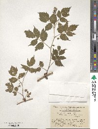 Rubus idaeus subsp. melanolasius image