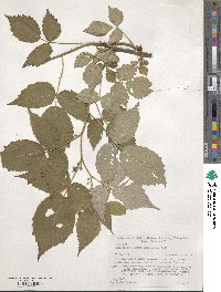 Rubus idaeus image