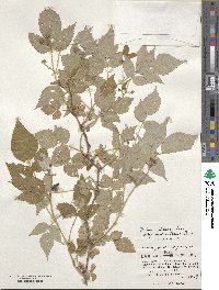 Rubus idaeus subsp. melanolasius image