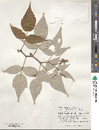 Rubus idaeus subsp. melanolasius image