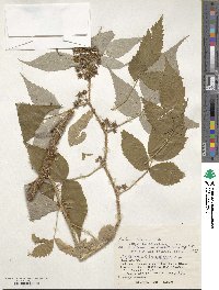 Rubus idaeus subsp. melanolasius image