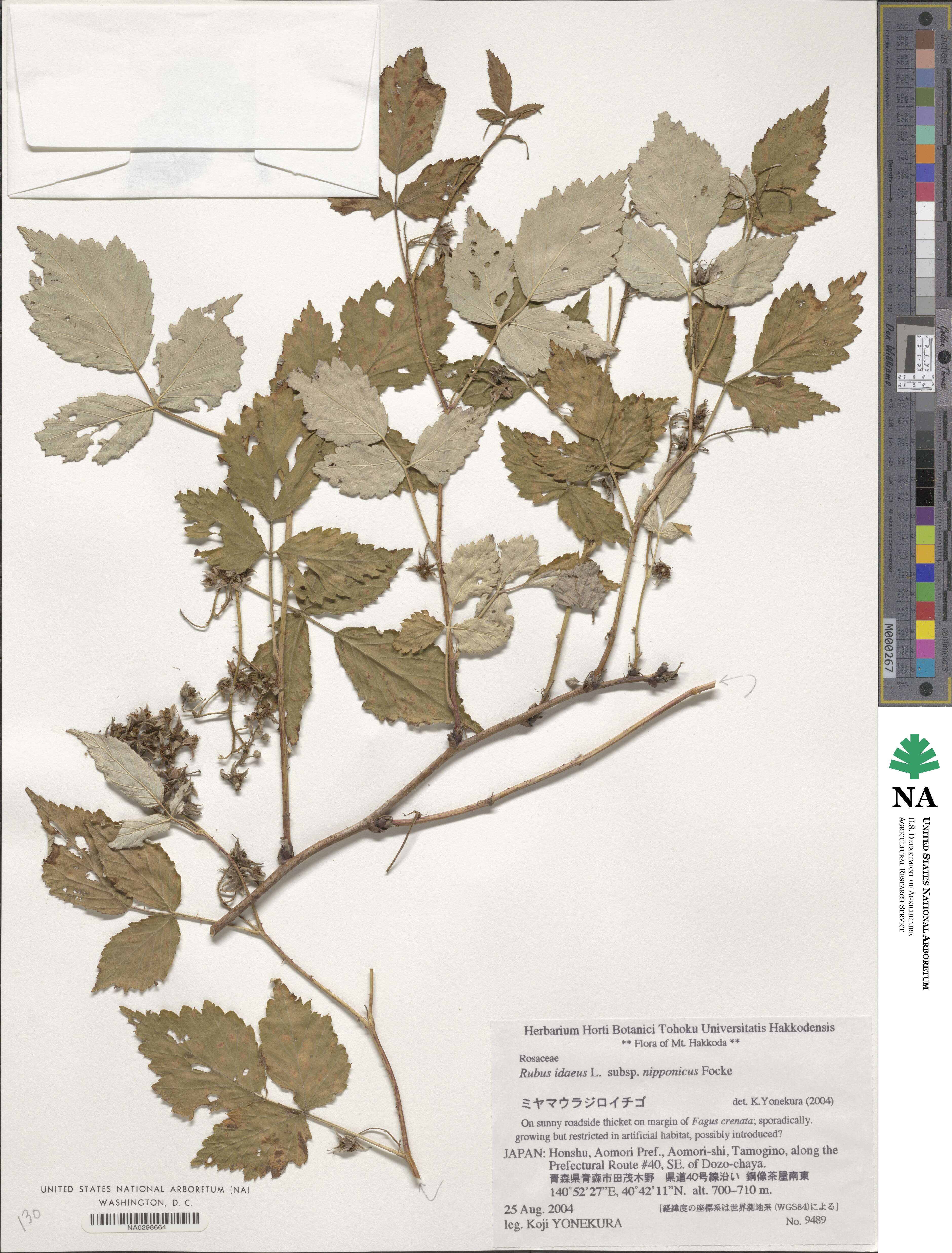 Rubus idaeus subsp. melanolasius image