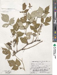 Rubus idaeus image